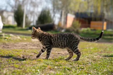 Tekir Kedi İdeal Kilo Nedir? Kaç Kilo Olmalıdır?